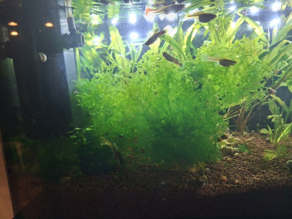 Musgo pelia para venda