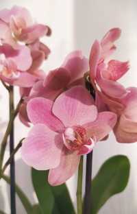 ОРХИДЕИ. Цветущая орхидея Treviso