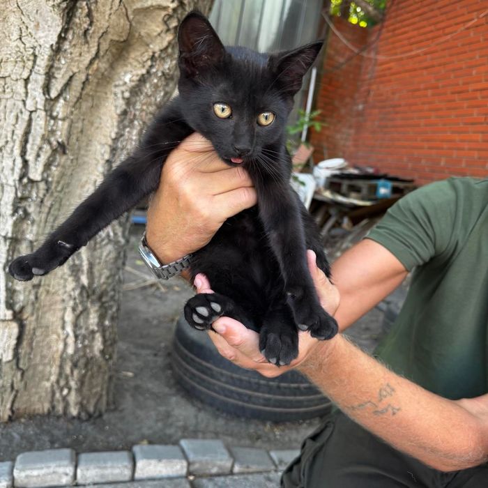 Котенок бесплатно