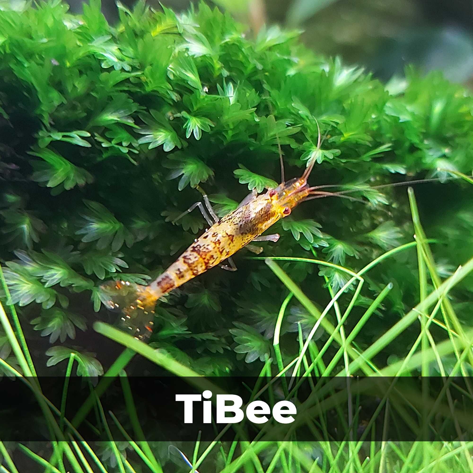 Аквариумные креветки Caridina TiBee