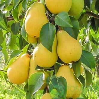 Груша - саджанці на сад.  Гарантую якість та сортність! Опт та Роздріб