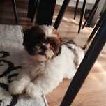 Szczeniaczek ShihTzu