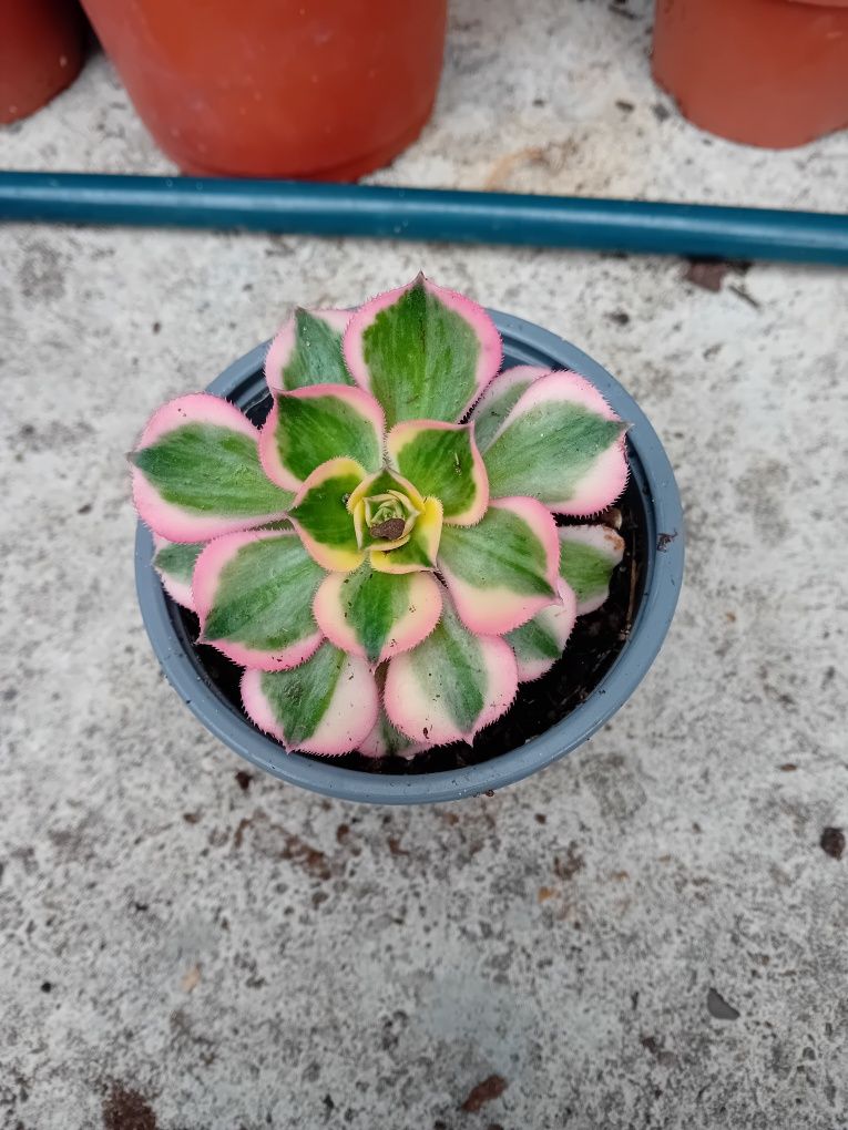 Flores suculentas aeonium lindas