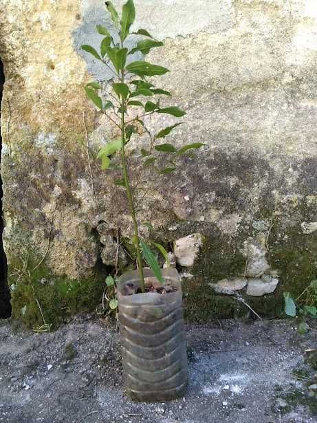 Loureiros para plantar e folhas de Louro