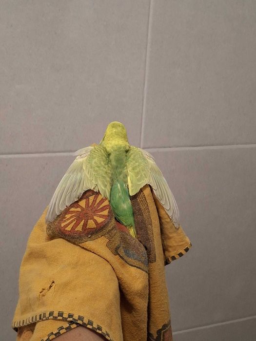 Piriquitos austriacos