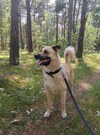 Brylant w typie akita inu do adopcji