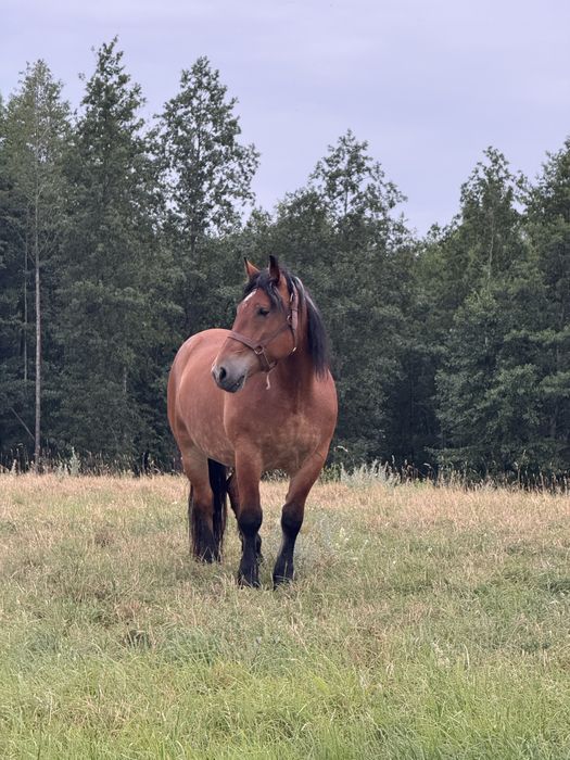 Klacz zimnokrwista *cena do negocjacji*