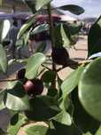 Araça de fruto vermelho  e fruto amarelo