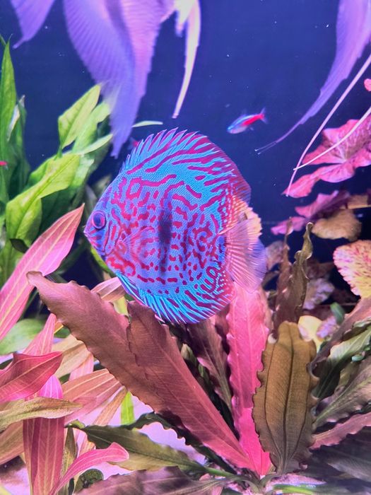 Paletka Red turkus