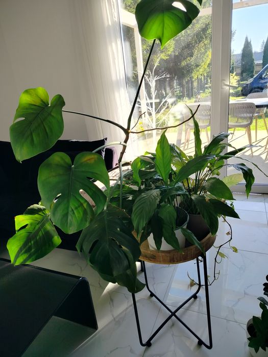 Monstera plus 2kwiaty, odbiór osobisty