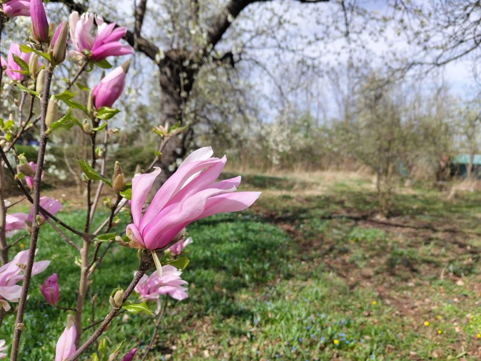 Piękna RÓŻOWA MAGNOLIA *  8- letnia . Wysokość 2 metry.