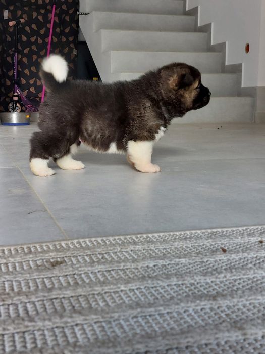 Akita Amerykanska FCI piesek