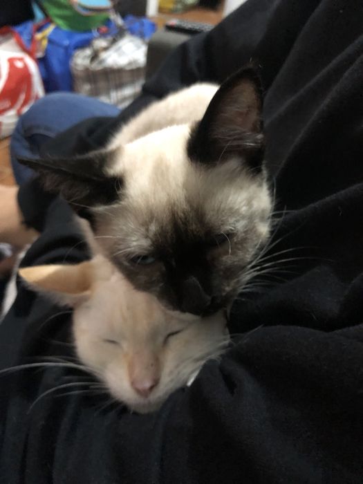 Animais gatos adocao