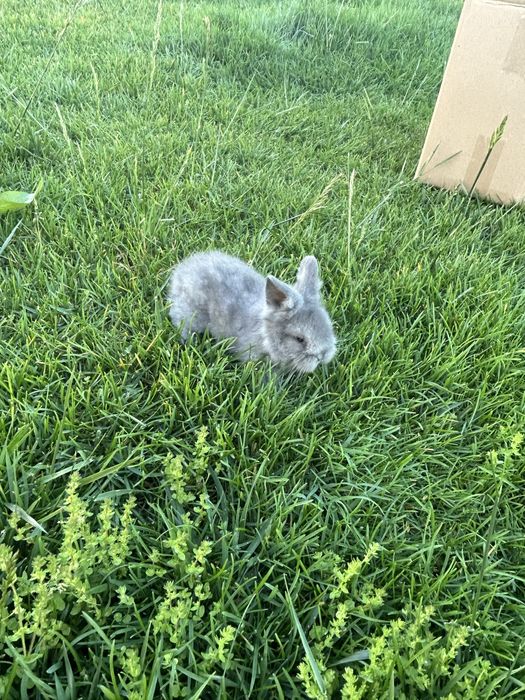 Coelho anão lionhead