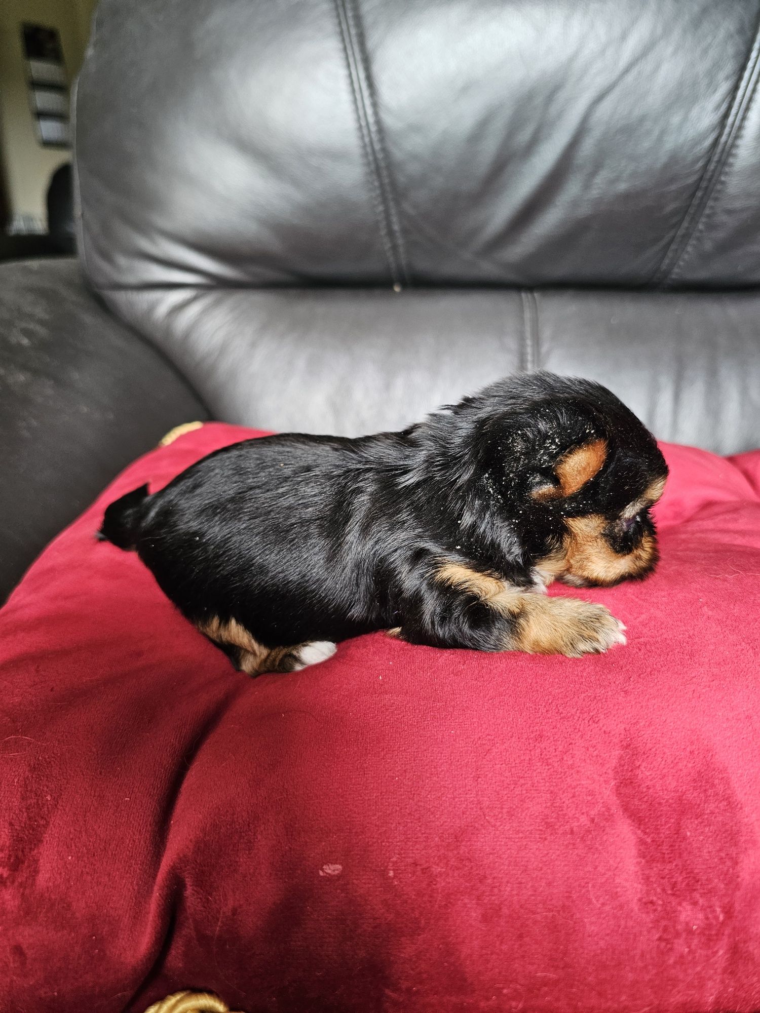 York terrier carier czarny podpalany suczka