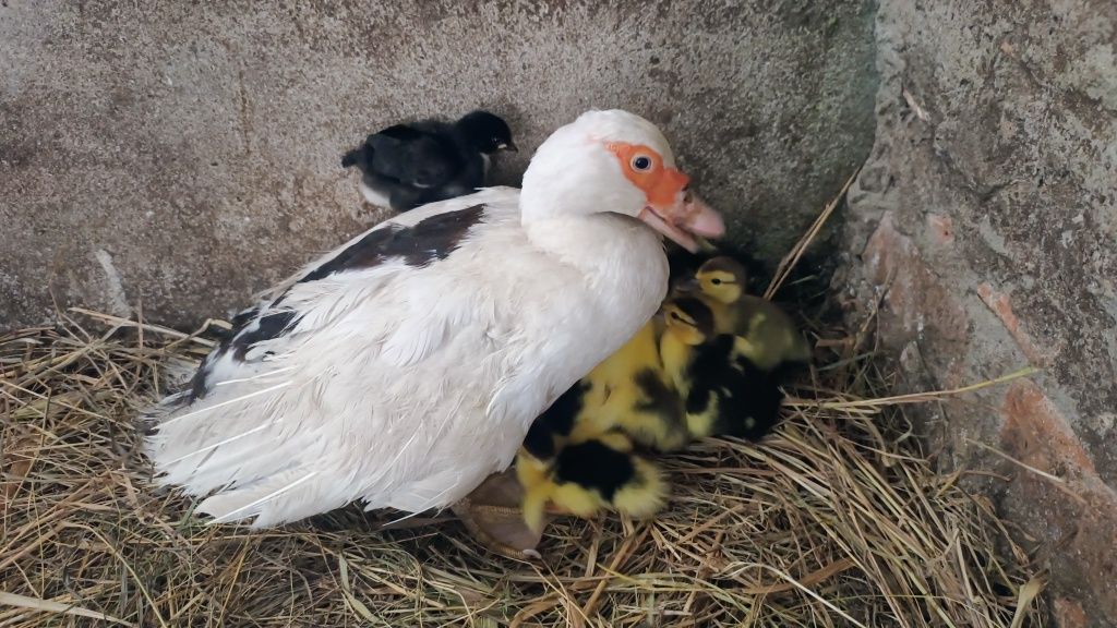 Jaja na wylęg lub do konsumpcji .Perlicze , gęsie,kacze ,kurze.