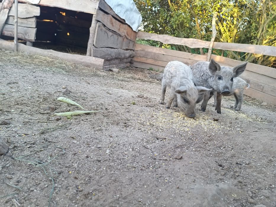 Поросята Венгерської мангалиці