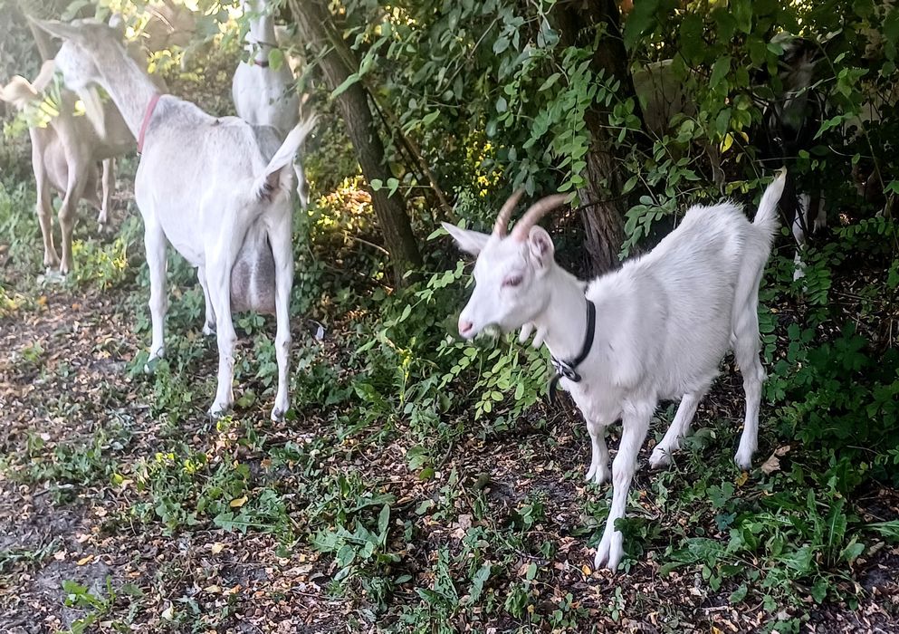 Koza Saan 5 miesięczna