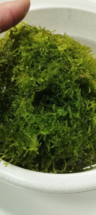 Mech Java. Duża ilość !