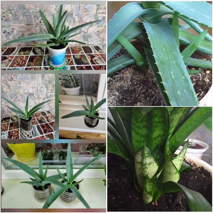 Суккуленты - ХАВОРТИЯ, ТОЛСТЯНКА (Денежное дерево) и др.