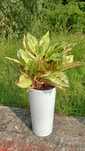 Aglaonema aglonema kolorowa