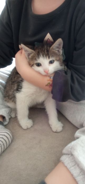 Dwa kotki biały w łatki i szary