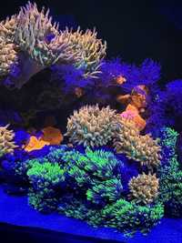 Akwarium morskie Red Sea Nano Max