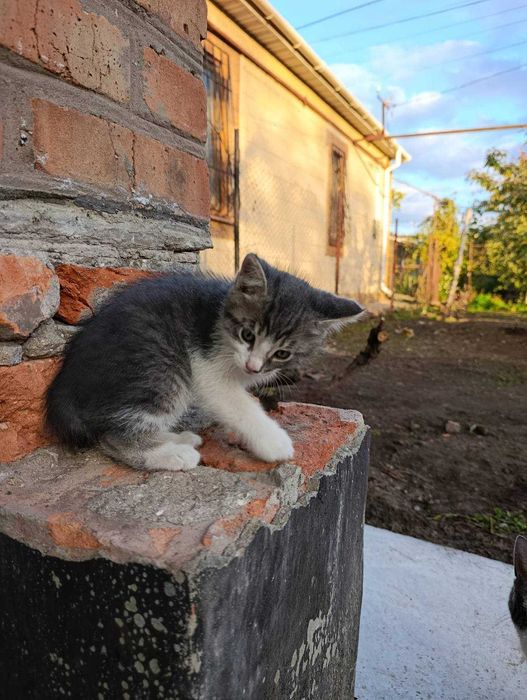 Котята отдам в хорошие руки