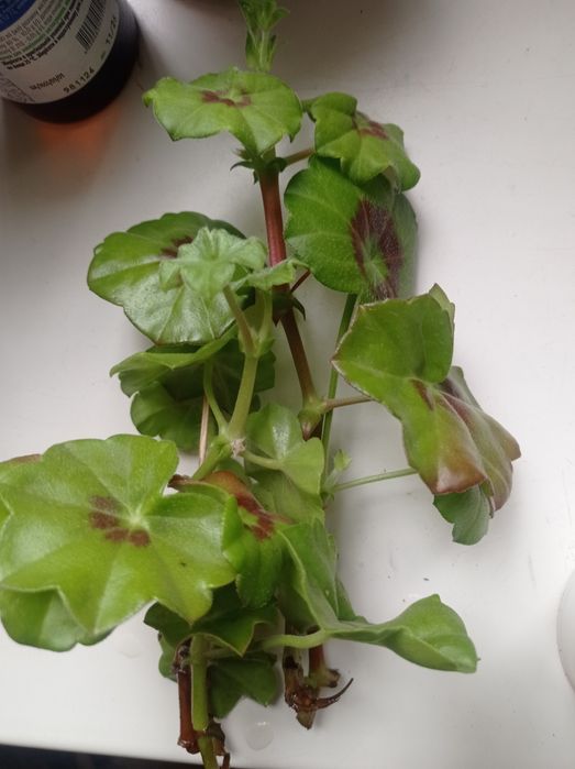 Герань, пеларгония плющелистная