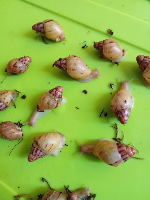 Улитята ахатина зензибарики