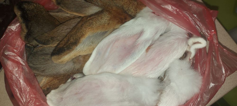 Вушка кролячі ( корм для собак))