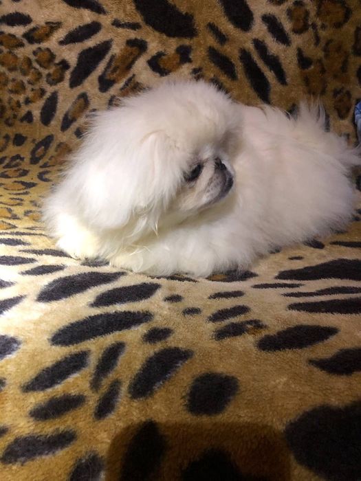 Вязка,чистокровний білий пекінес розвязаний