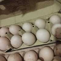 Jaja lęgowe kaczki staropolskie 15 sztuk j