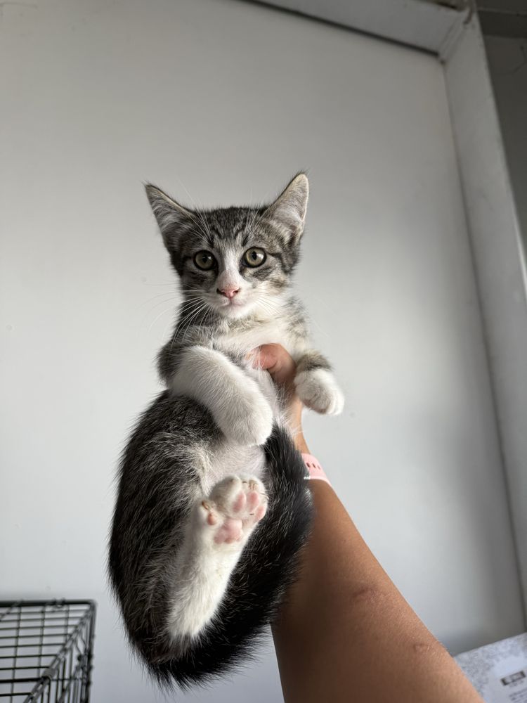 Gatinho 2 meses para adoção