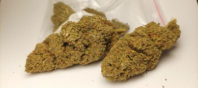 Amnesia Marihuana THCP 30% Ganja (bez HHC-O) CBD susz 1g