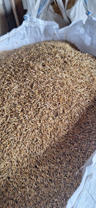 Sprzedam owies zwykły