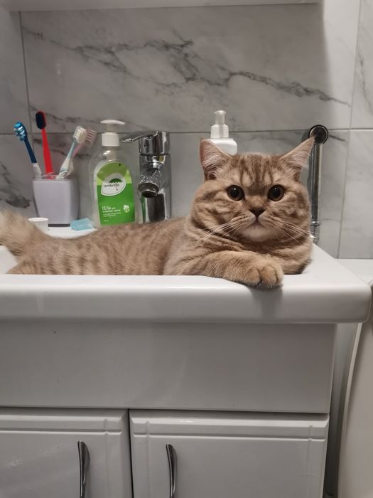 Шотландський прямовухий кіт для в'язки.. Скотіш-страйт, злучка.