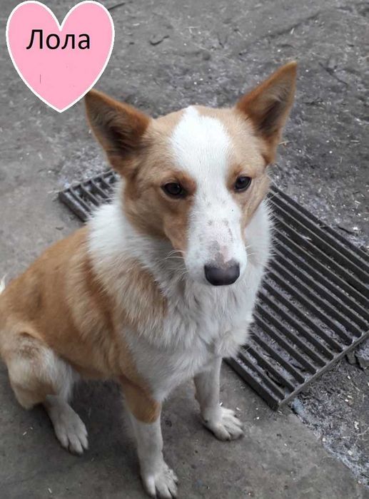 Стерилізована Лола в добрі руки