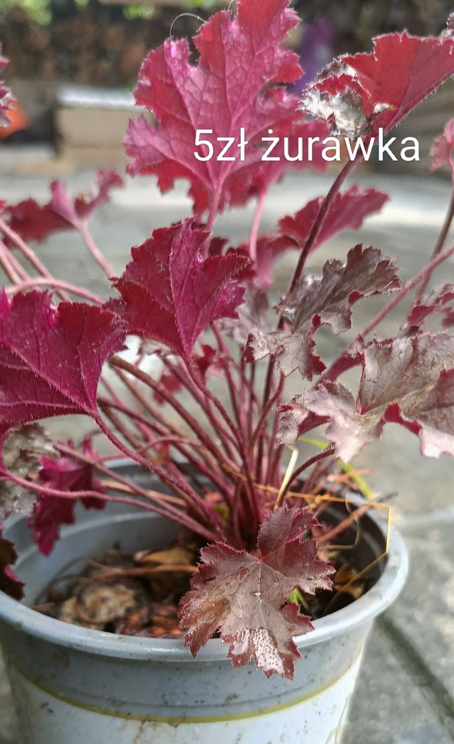 Nachyłek miodunka firletka sadzonki
