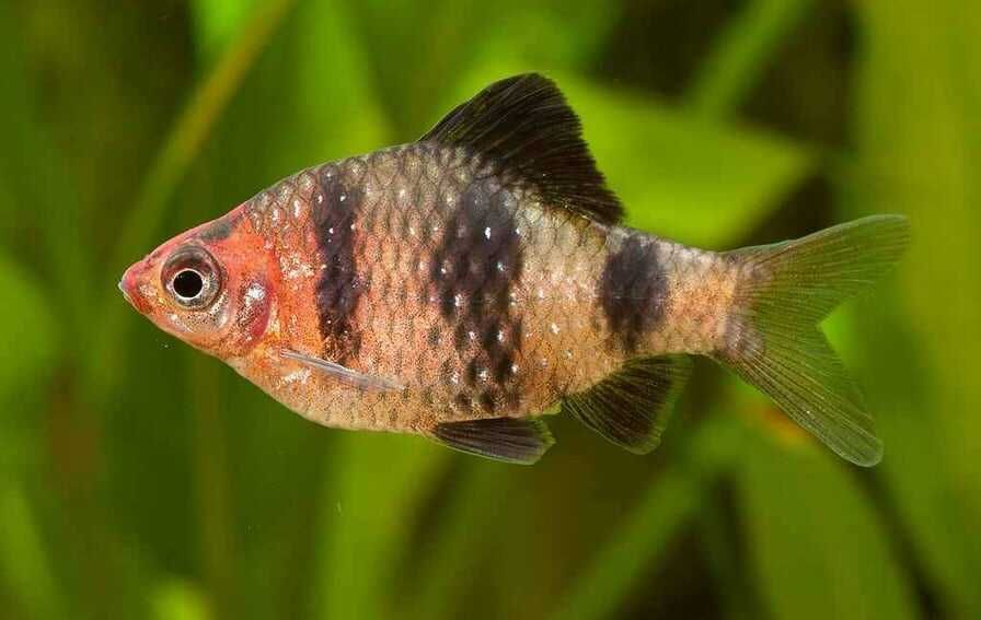 Brzanka purpurowa (Pethia nigrofasciata) WYSYŁKA AKWAWIN