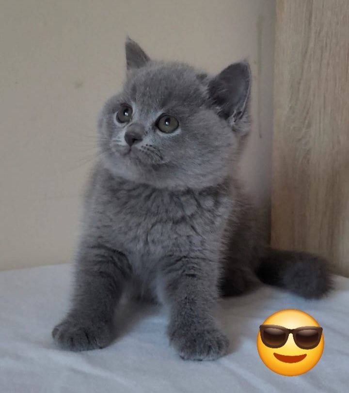 Kot brytyjski kocurek