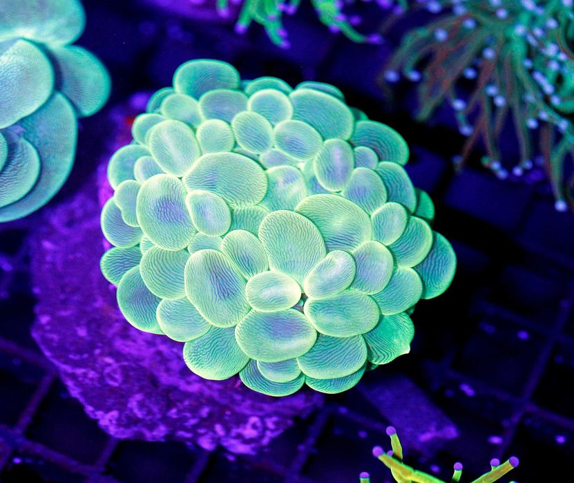 Plerogyra Medium Green Fluo Bubble Coral LPS FLUOLAMPS.PL WYSYLKI