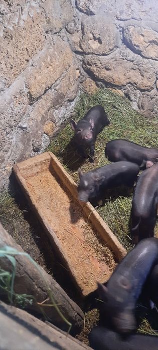 Продам в'етнамських поросят