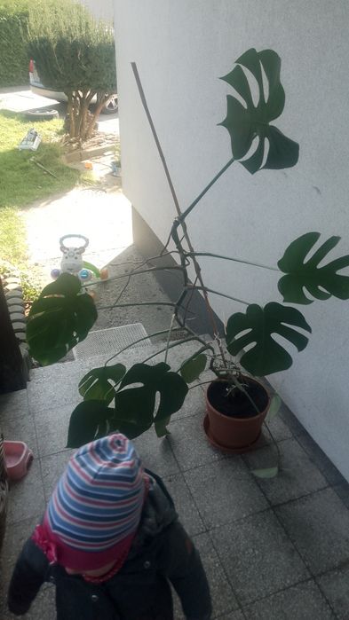 Monstera z własnej uprawy