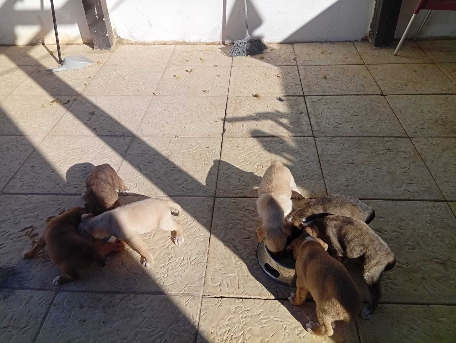 Cachorros dóceis pra adoção
