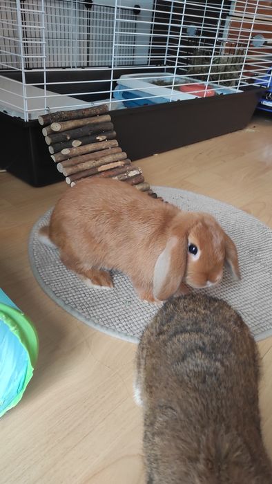 Mini lop  króliczki samiczki z całym wyposarzeniem