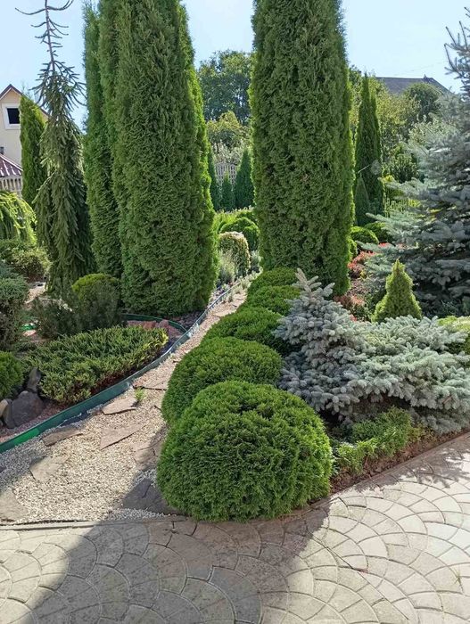 Гортензії , різні зелені насадження.