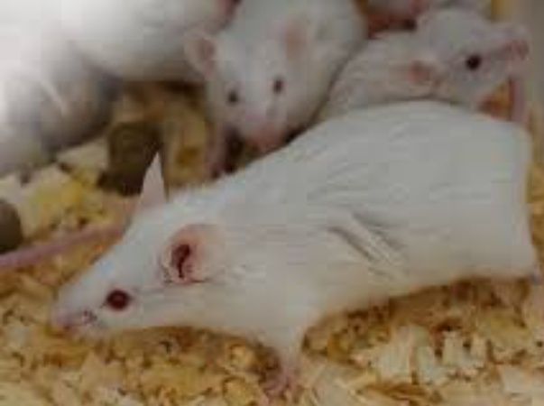 Декоративные мыши заморозка