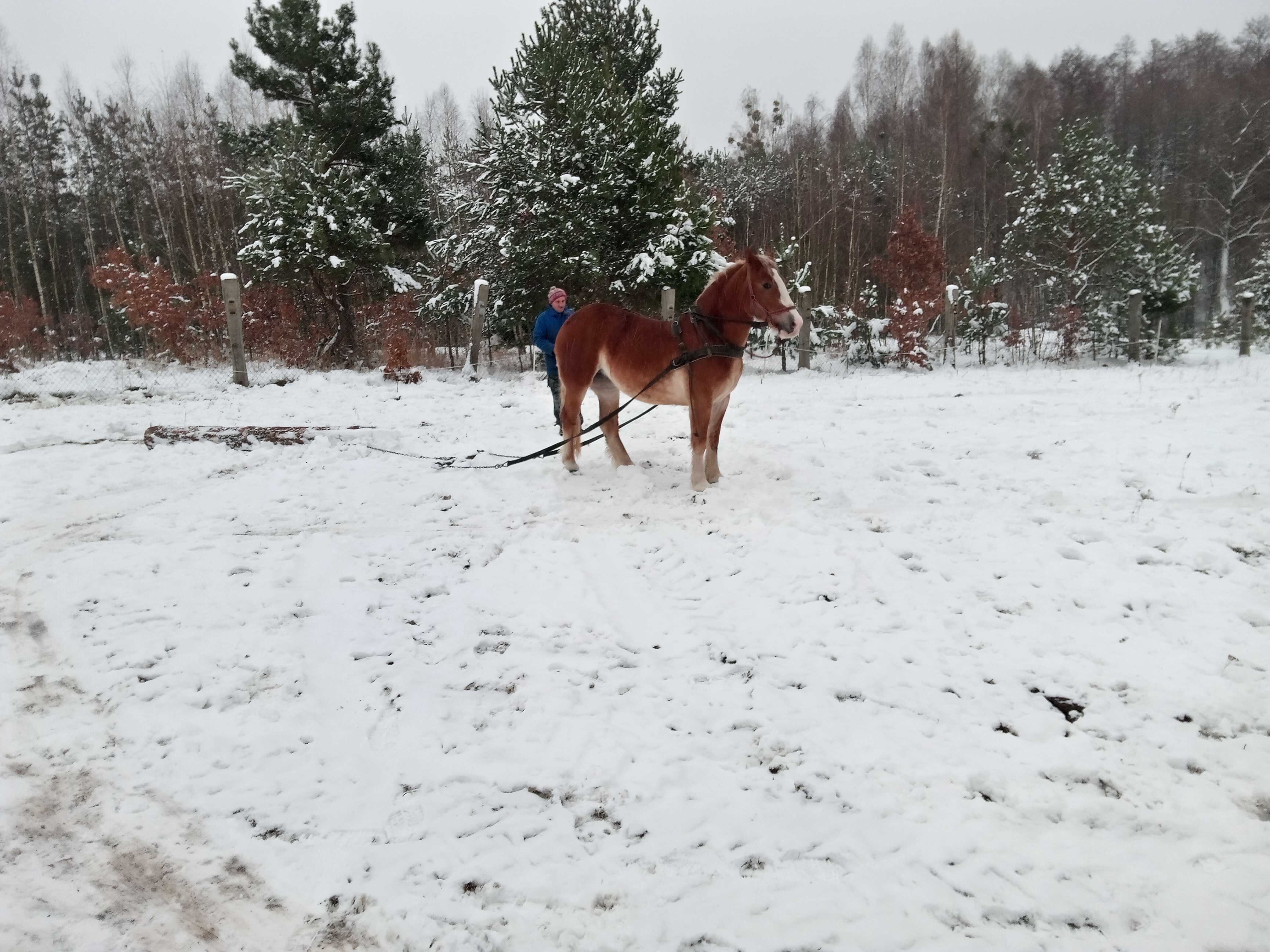 Sprzedam źrebice zimnokrwistą likwidacja hodowli