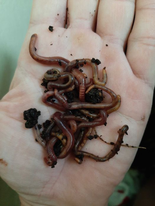 Dżdżownice kalifornijskie